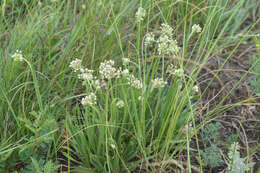Image of Allium denudatum Redouté