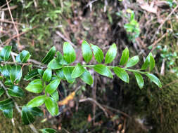 Image of Ilex yunnanensis var. parvifolia (Hayata) S. Y. Hu