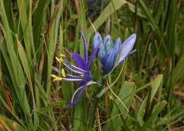 Imagem de Camassia quamash subsp. breviflora Gould