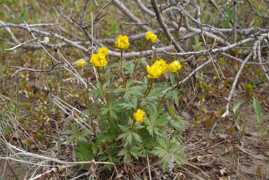 Image of Trollius sibiricus Schipczinsky