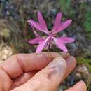 Plancia ëd Clarkia biloba subsp. australis F. H. Lewis & M. E. Lewis