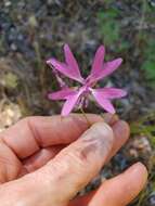 Plancia ëd Clarkia biloba subsp. australis F. H. Lewis & M. E. Lewis