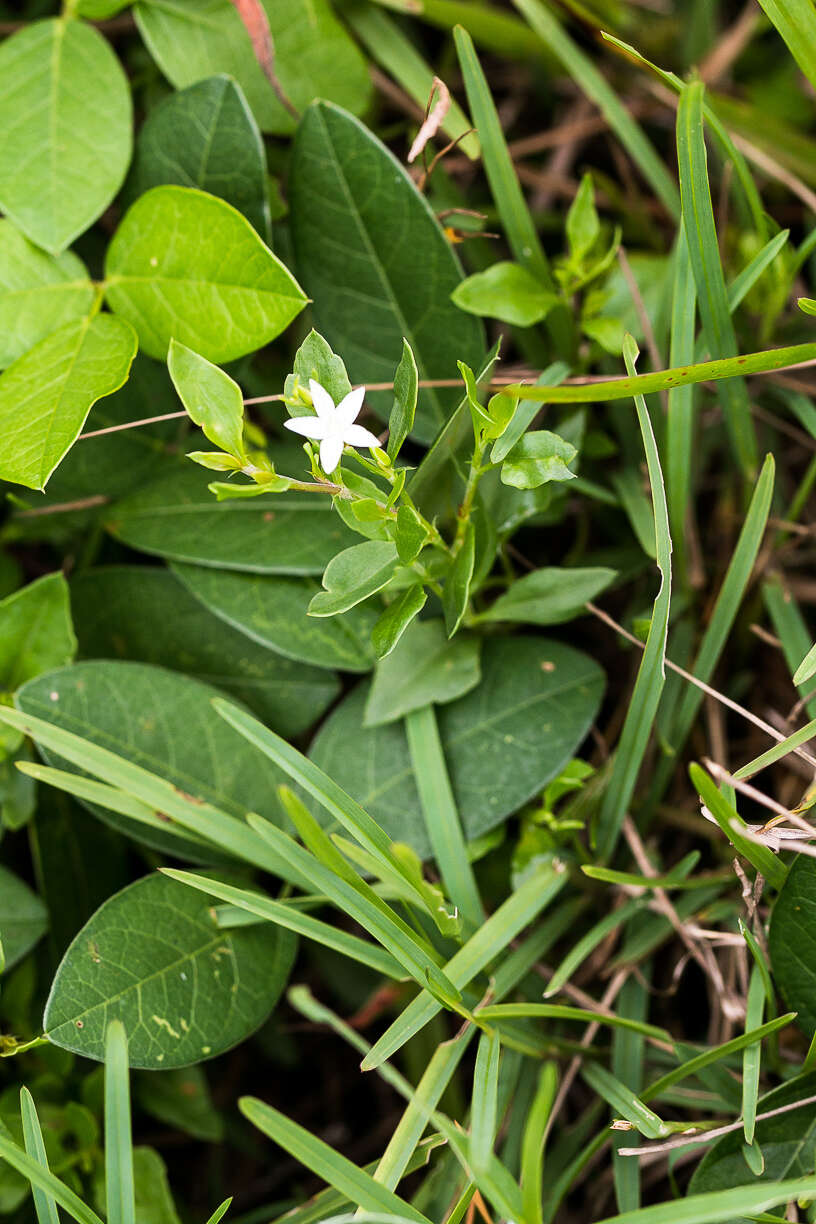 Image of Oxygonum dregeanum subsp. streyi G. Germishuizen