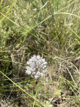 Allium baeticum Boiss. resmi