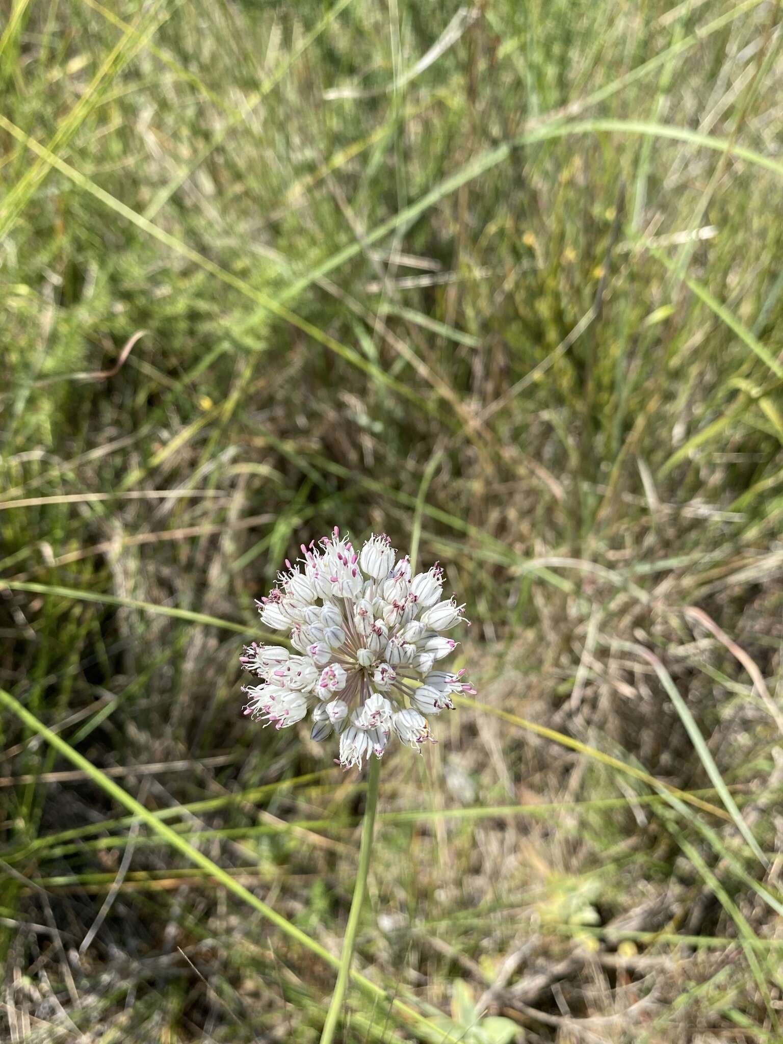 Слика од Allium baeticum Boiss.