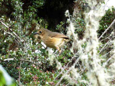 Image of Tawny Antpitta