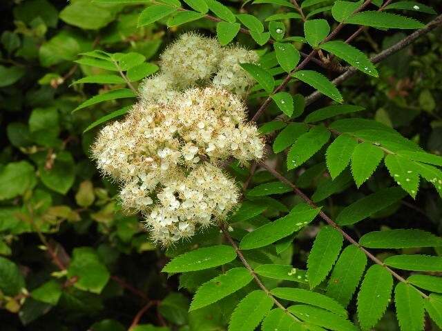 Image of western mountain ash