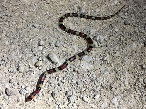 Image of Florida Scarlet Snake