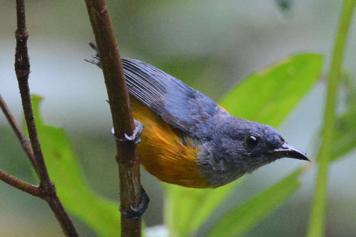 Image of Orange-bellied Flowerpecker