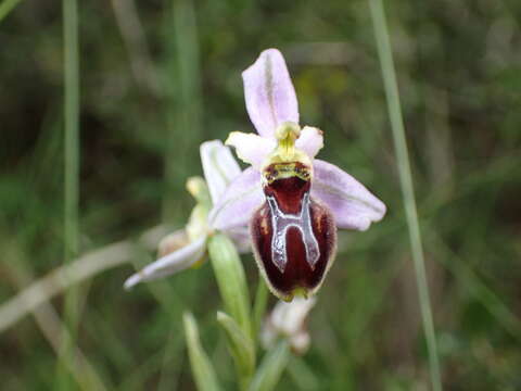 Image of Ophrys arachnitiformis Gren. & Philippe