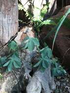 Image of desert rose