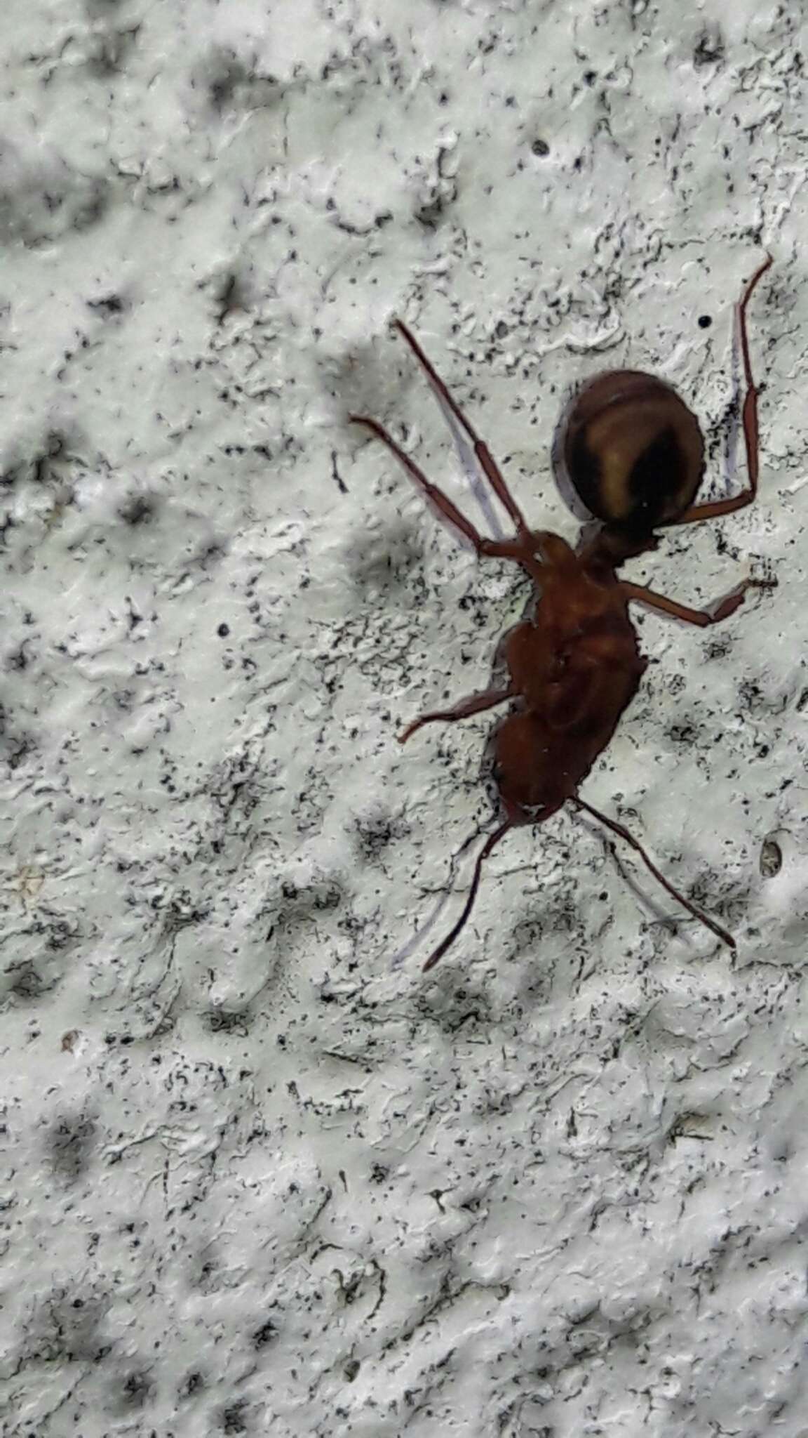 Image of Acromyrmex coronatus (Fabricius 1804)