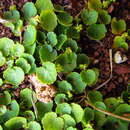 Image of Hydrocotyle exigua (Urb.) Malme