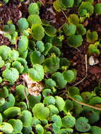 Image de Hydrocotyle exigua (Urb.) Malme