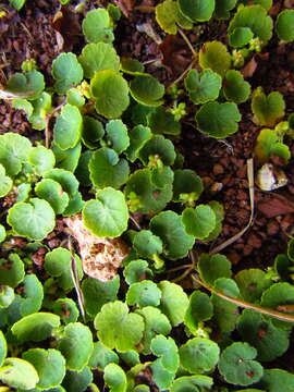 Image de Hydrocotyle exigua (Urb.) Malme