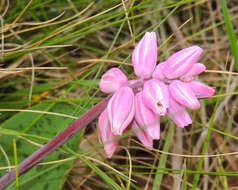 Imagem de Resnova lachenalioides (Baker) van der Merwe