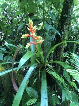 Image of Guzmania scherzeriana Mez