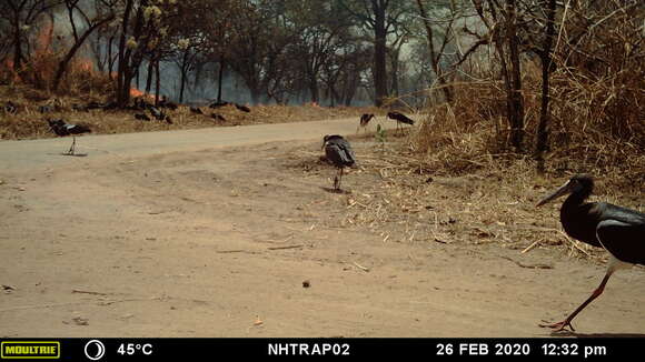 Image of Abdim's Stork