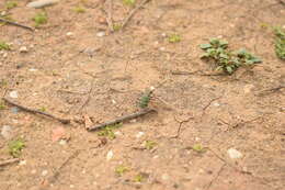 Image of Cicindela (Cicindela) maroccana Fabricius 1801