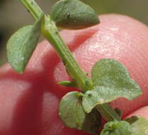 Image de Sebaea aurea (L. fil.) Sm.