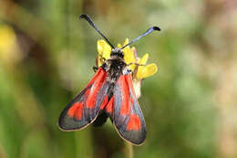 Image of Zygaena punctum Ochsenheimer 1808