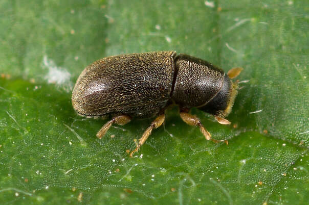 Image of Polygraphus grandiclava Thomson & C. G. 1886