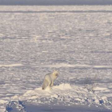 Image of Arctic Fox