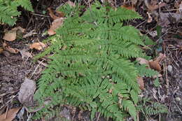 Image de Dryopteris lacera (Thunb.) Ktze.