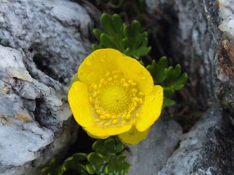 Image of Ranunculus sericophyllus Hook. fil.