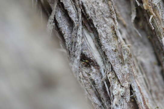 Image of needle lichen