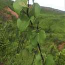 صورة Dioscorea antaly Jum. & H. Perrier