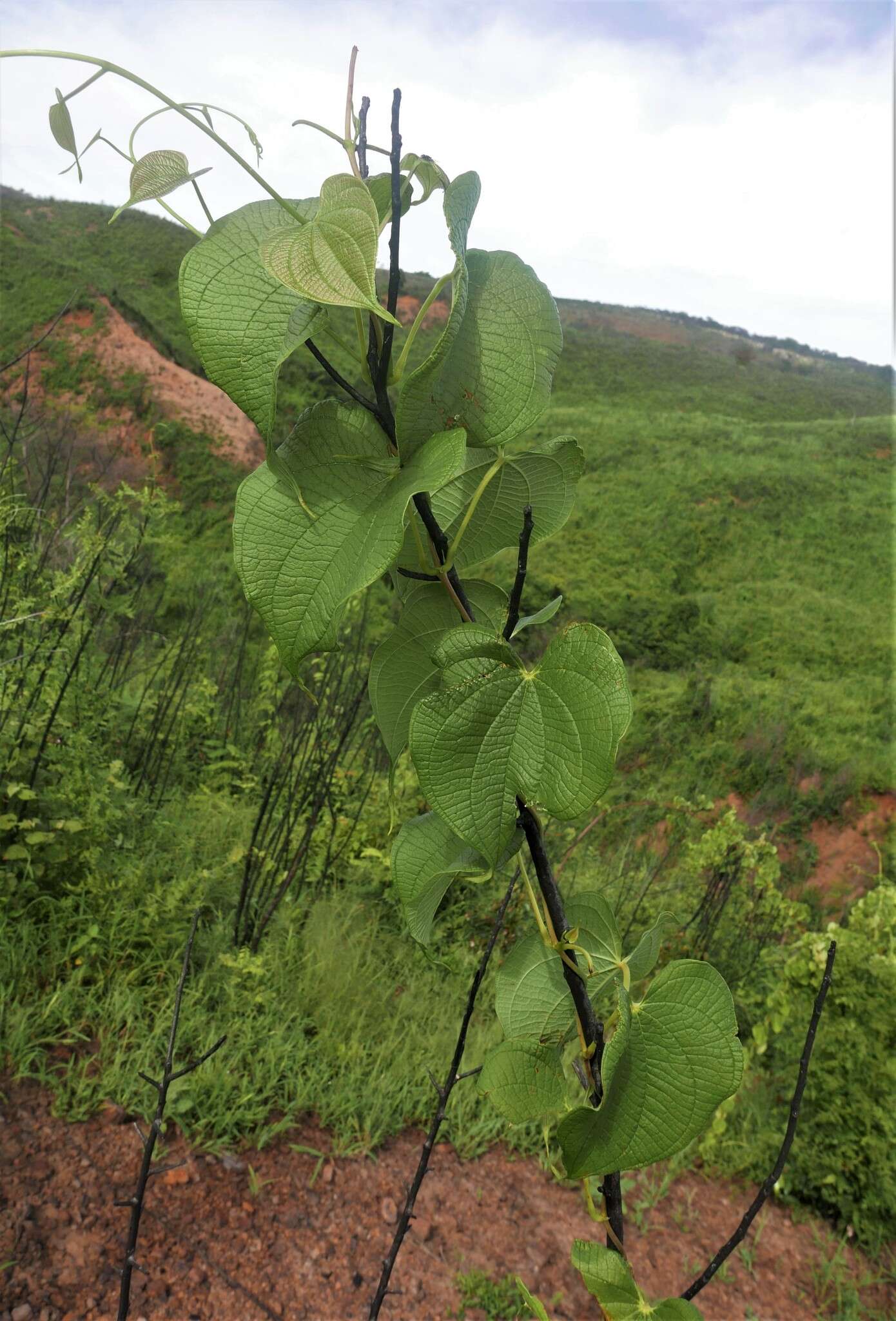 Image of Dioscorea antaly Jum. & H. Perrier