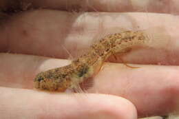 Image of Code goby