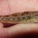 Image of Long-headed goby