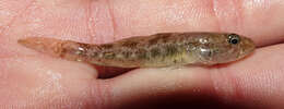 Image of Long-headed goby