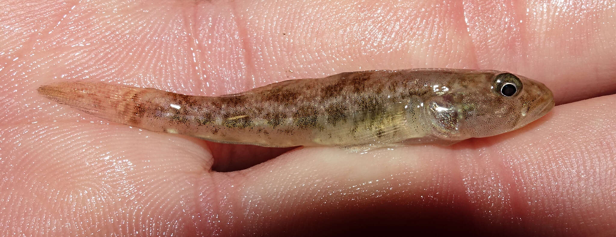 Image of Long-headed goby