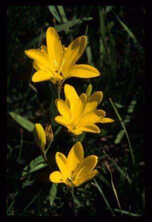 Image of Sparaxis grandiflora subsp. acutiloba Goldblatt