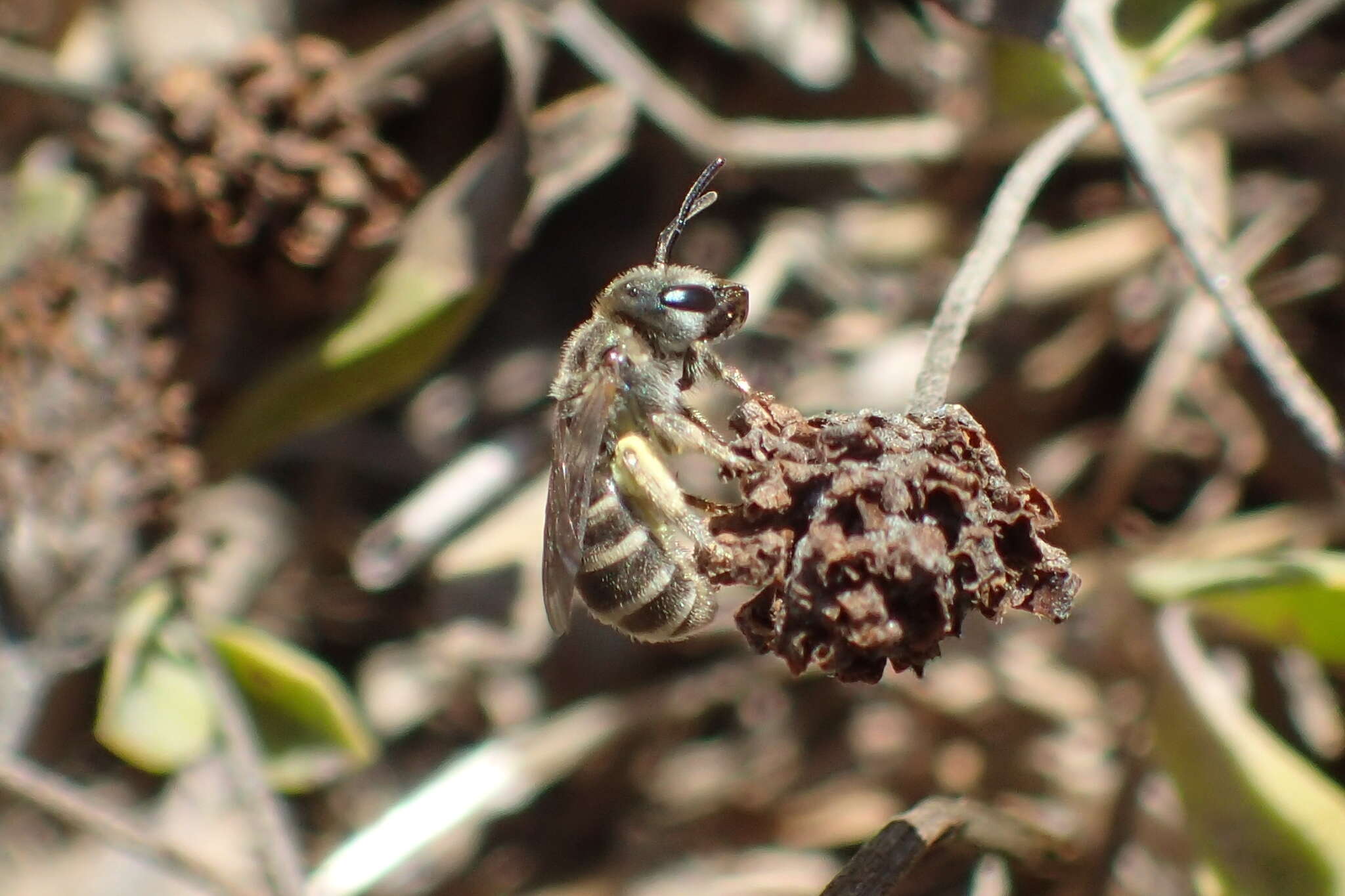 Image of Halictus tripartitus Cockerell 1895