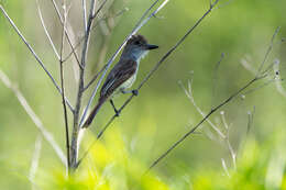 صورة Myiarchus tyrannulus (Müller & Pls 1776)