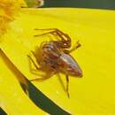 Image of Oxyopes amoenus L. Koch 1878