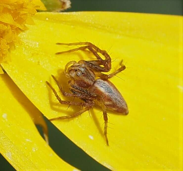 Image of Oxyopes amoenus L. Koch 1878