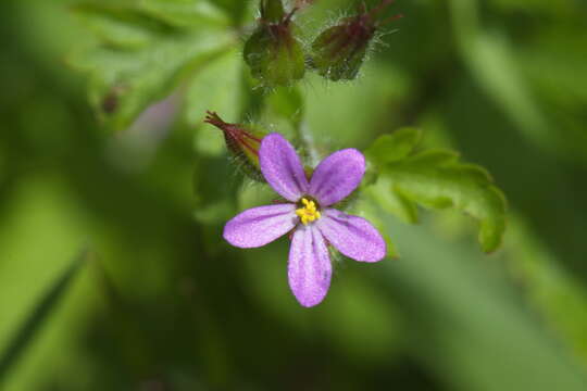 Image of Geranium purpureum Vill.