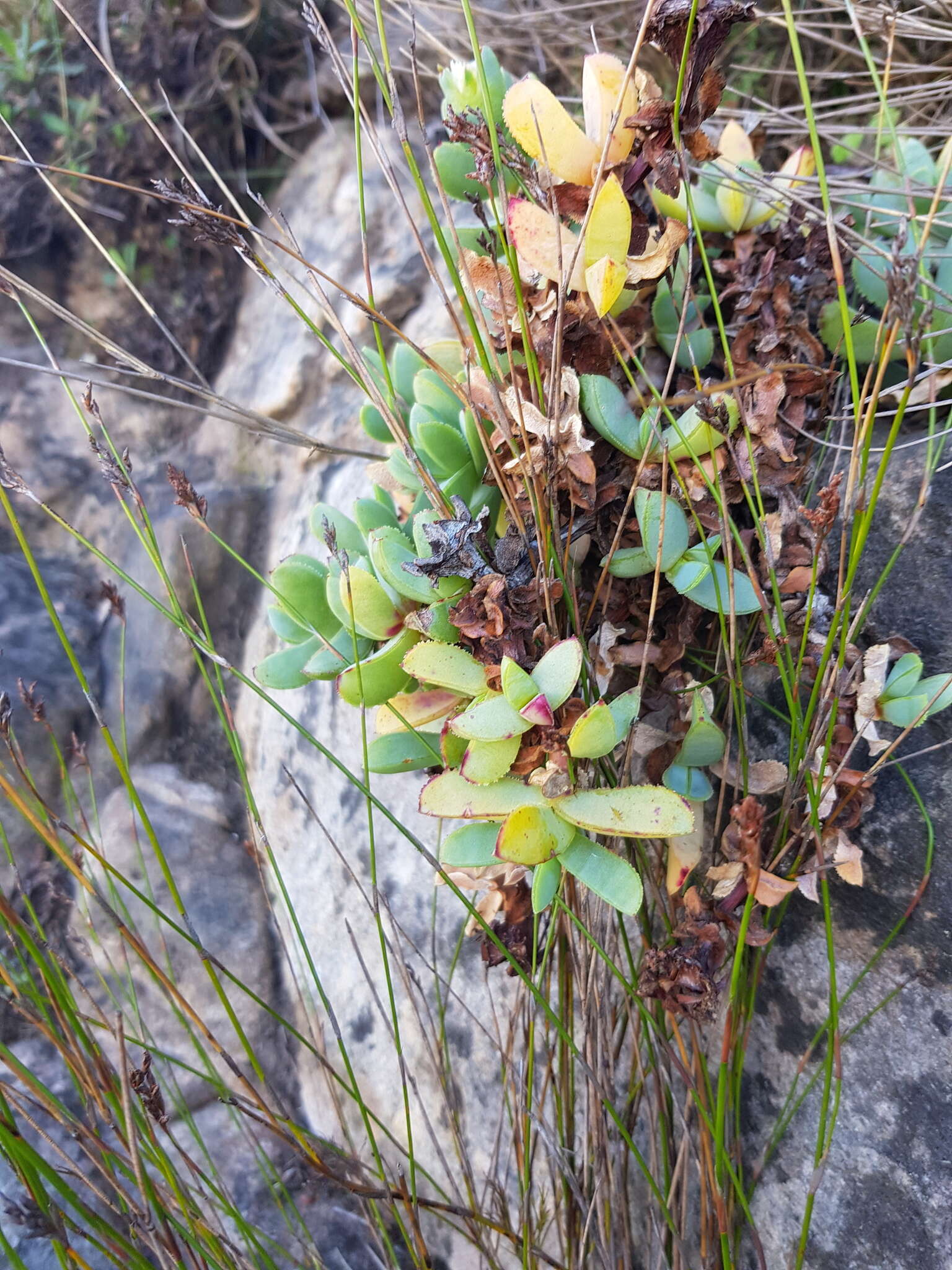 Imagem de Oscularia caulescens (Mill.) Schwant.