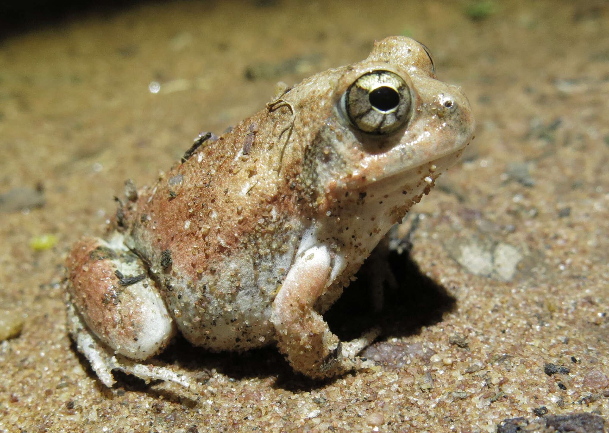 Image of Marbled Sand Frog