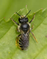 Image of Leafcutter bee