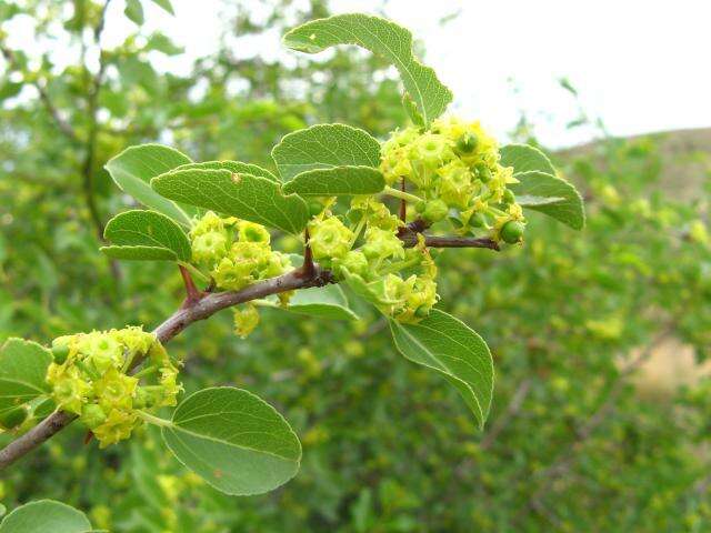 Image of Buffalo-thorn