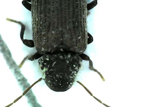 Image of furniture beetle