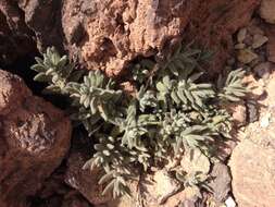 Image of Nepeta teydea Webb & Berthel.