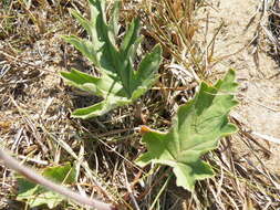 Image of Variable stork's-bill