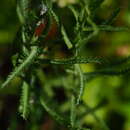 Sivun Achillea ptarmicoides Maxim. kuva